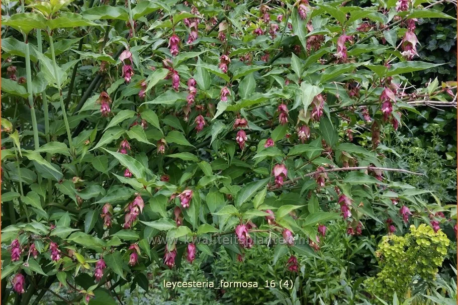 Leycesteria formosa (pot 11 cm)