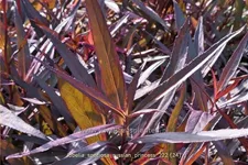 Lobelia x speciosa 'Russian Princess'