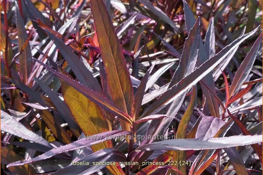 Lobelia x speciosa 'Russian Princess'