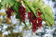 Leycesteria formosa (pot 11 cm)