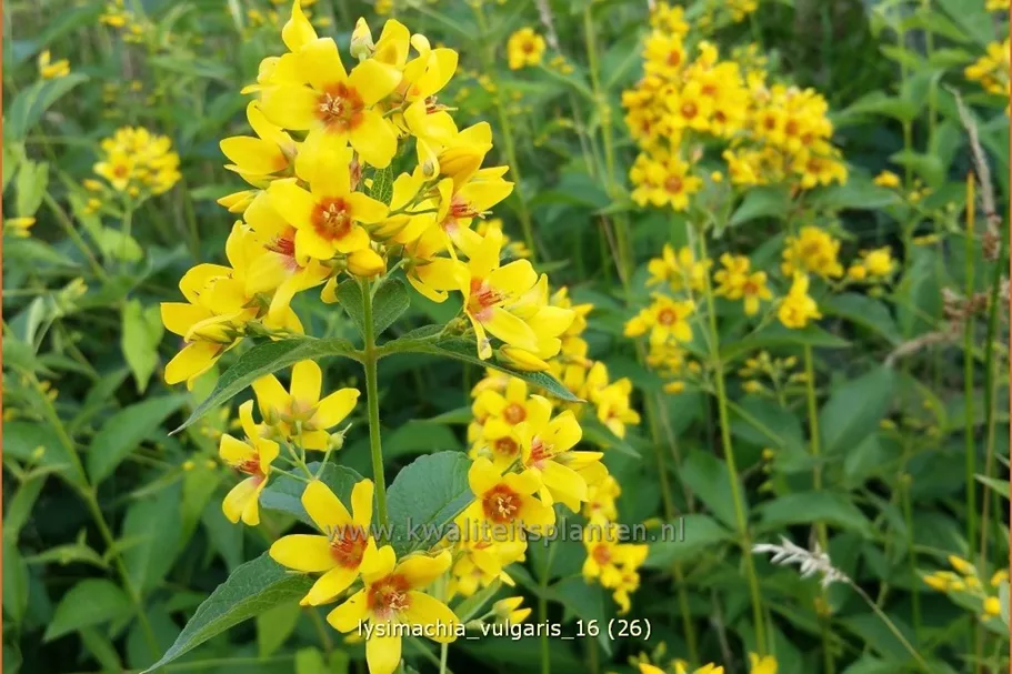 Lysimachia vulgaris