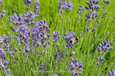 Lavandula angustifolia 'Dwarf Blue'