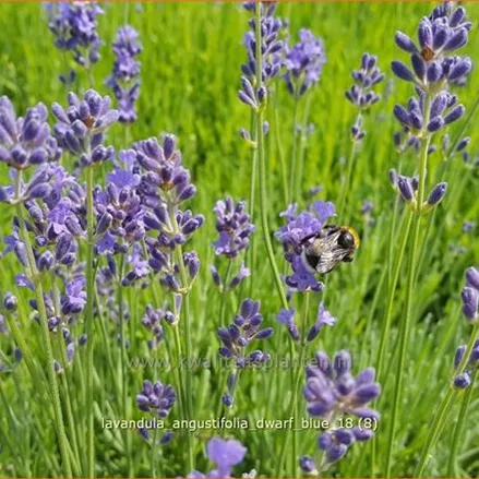 Lavandula angustifolia 'Dwarf Blue'