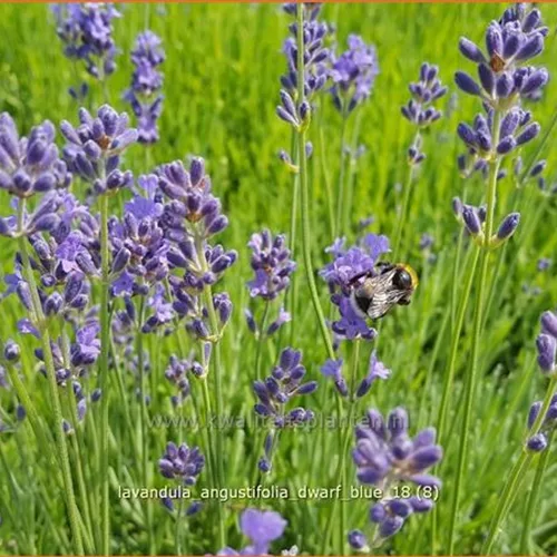 Lavandula angustifolia 'Dwarf Blue'