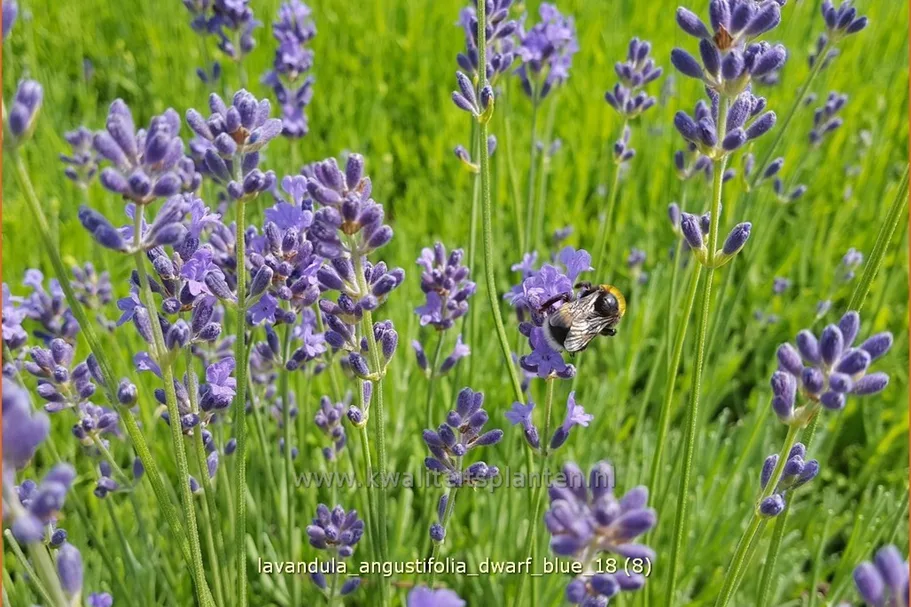 Lavandula angustifolia 'Dwarf Blue'