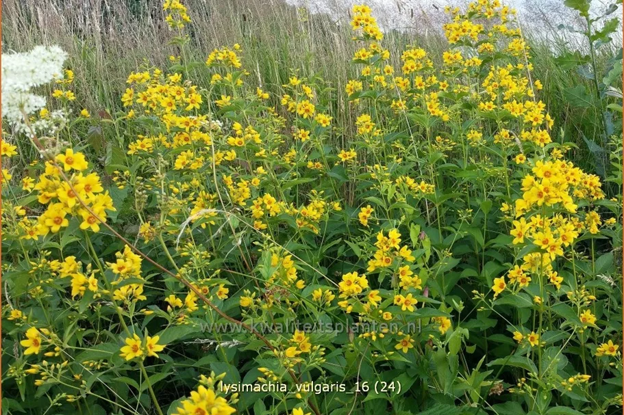 Lysimachia vulgaris