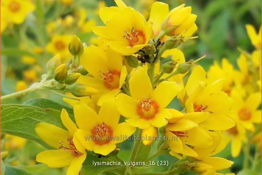 Lysimachia vulgaris