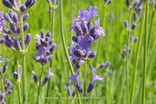 Lavandula angustifolia 'Dwarf Blue'