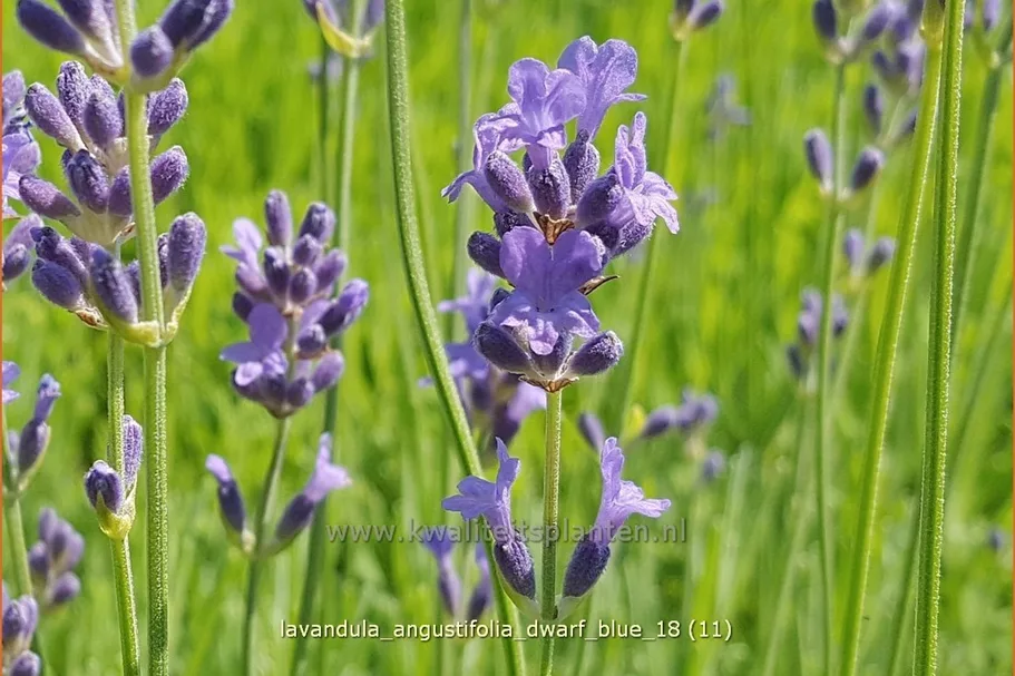 Lavandula angustifolia 'Dwarf Blue'