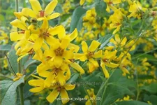 Lysimachia vulgaris