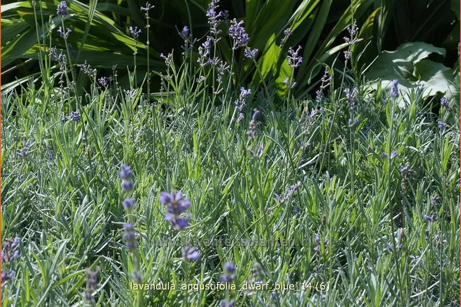 Lavandula angustifolia 'Dwarf Blue'