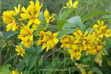 Lysimachia vulgaris