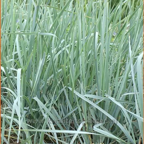 Leymus arenarius