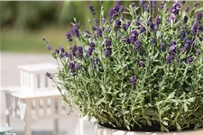 Lavandula angustifolia 'Dwarf Blue'