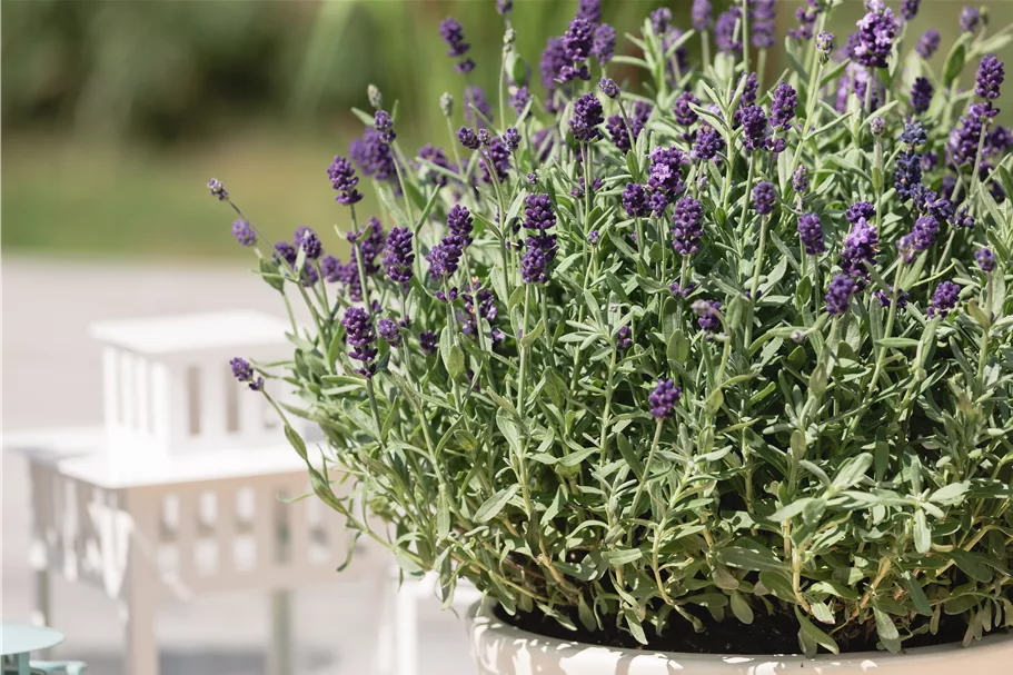 Lavandula angustifolia 'Dwarf Blue'