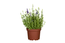 Lavandula angustifolia 'Dwarf Blue'