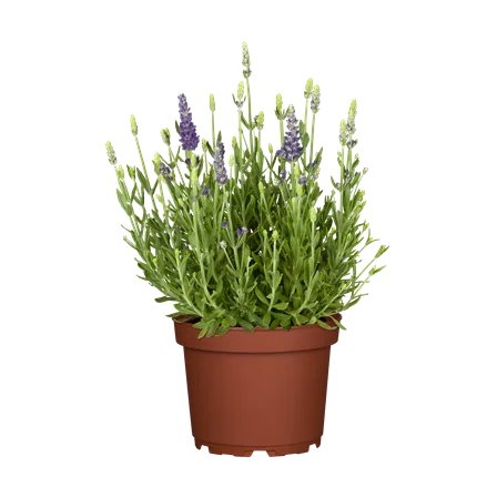 Lavandula angustifolia 'Dwarf Blue'