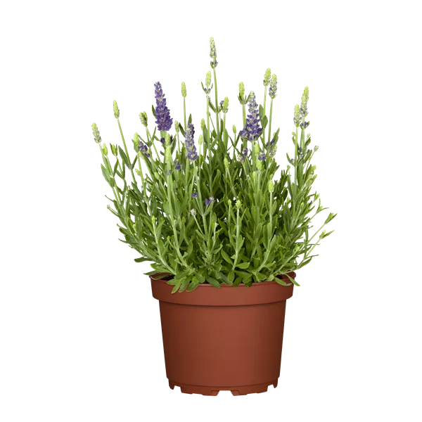 Lavandula angustifolia 'Dwarf Blue'