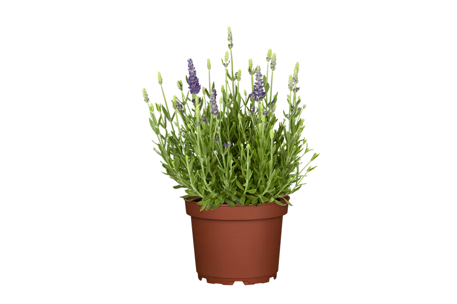 Lavandula angustifolia 'Dwarf Blue'