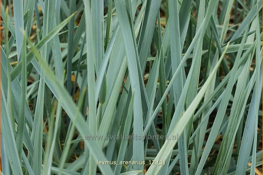 Leymus arenarius