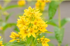 Lysimachia vulgaris