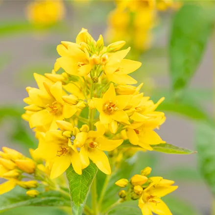 Lysimachia vulgaris