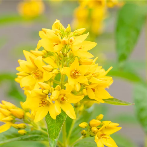Lysimachia vulgaris