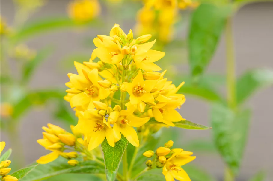 Lysimachia vulgaris