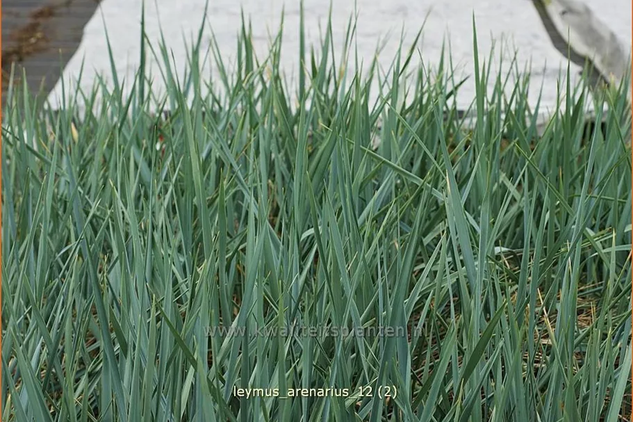 Leymus arenarius