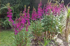 Lobelia x gerardii 'Tania'