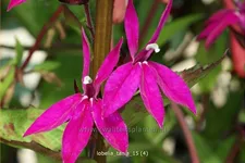 Lobelia x gerardii 'Tania'