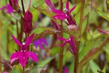 Lobelia x gerardii 'Tania'