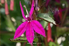 Lobelia x gerardii 'Tania'