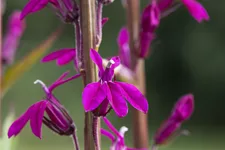 Lobelia x gerardii 'Tania'