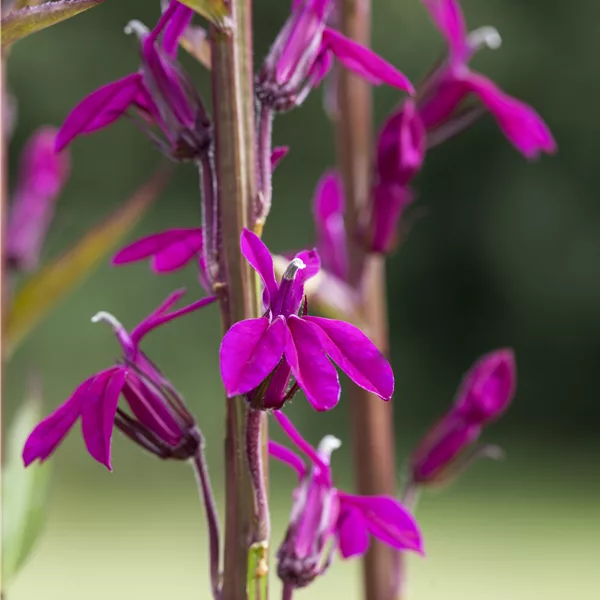 Lobelia x gerardii 'Tania'