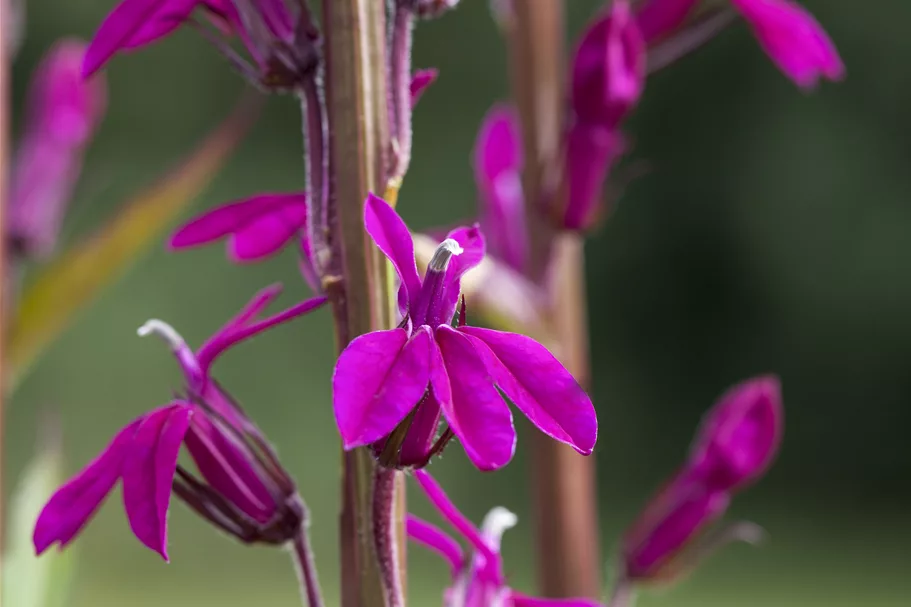 Lobelia x gerardii 'Tania'