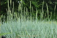 Leymus arenarius 'Blue Dune'