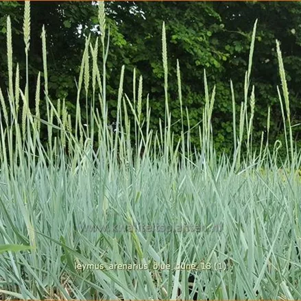 Leymus arenarius 'Blue Dune'