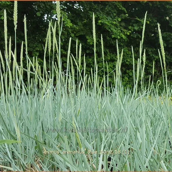 Leymus arenarius 'Blue Dune'
