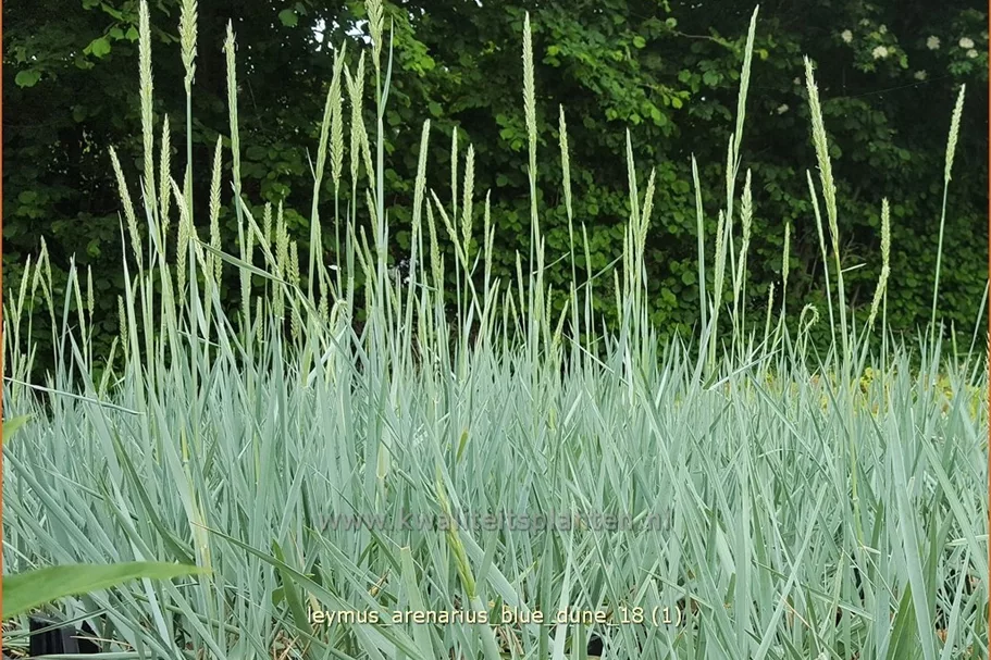 Leymus arenarius 'Blue Dune'