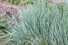 Leymus arenarius 'Blue Dune'