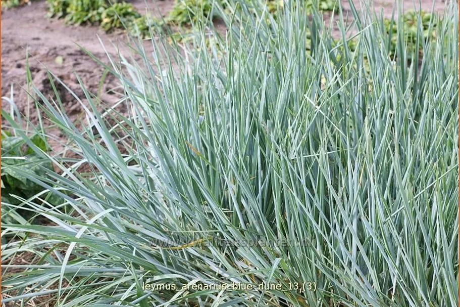 Leymus arenarius 'Blue Dune'