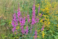 Lythrum salicaria