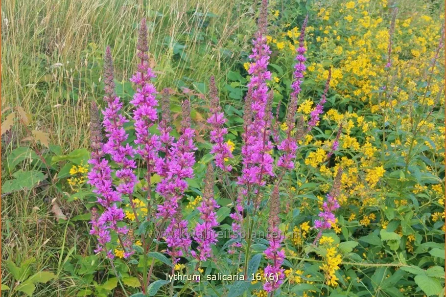 Lythrum salicaria