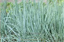 Leymus arenarius 'Blue Dune'