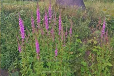 Lythrum salicaria
