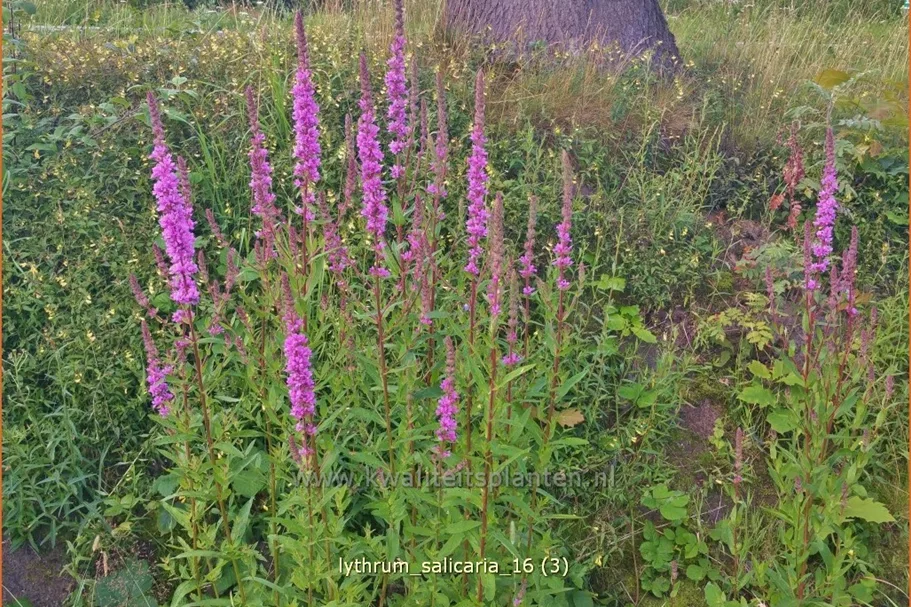 Lythrum salicaria