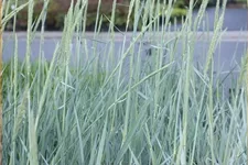 Leymus arenarius 'Blue Dune'