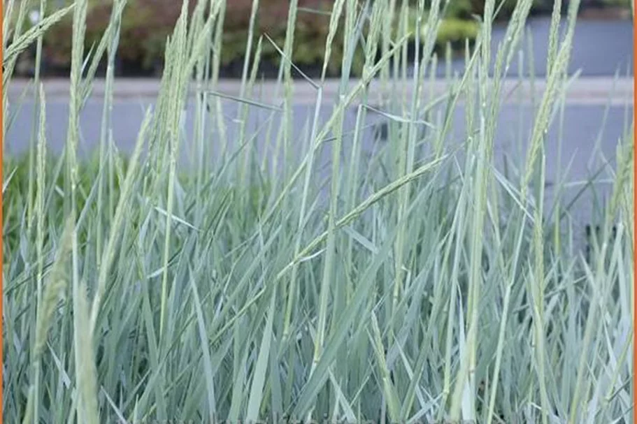 Leymus arenarius 'Blue Dune'
