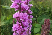 Lythrum salicaria